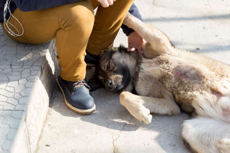 Young man sitting and playing with brown dogの写真素材
