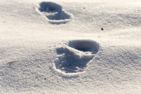 traces on snow shoes