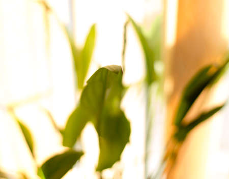 flower of a house in a pot stands on a window during sunsetの写真素材