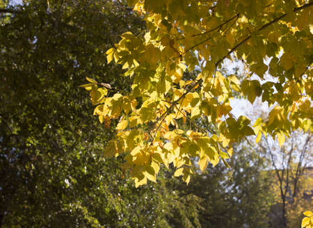 autumn, yellow leaves