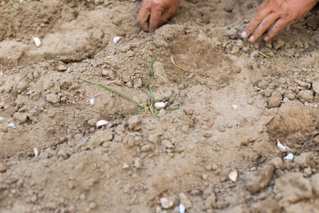 autumn, a man planting garlic in the garden