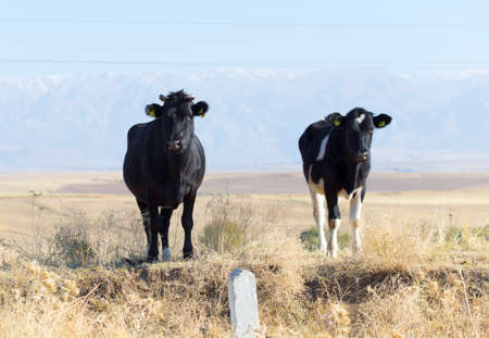 cows on pastureの写真素材