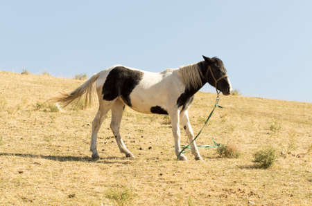 autumn, horses in the pastureの写真素材