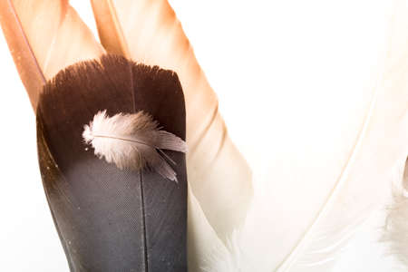 bird feathers on a white backgroundの写真素材