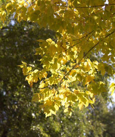 autumn, yellow leaves