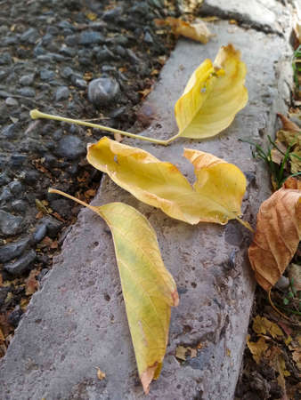autumn, yellow leaves