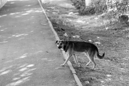 an abandoned dog walks down the street
