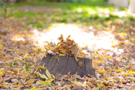 autumn, stump and yellow leaves of treesの写真素材