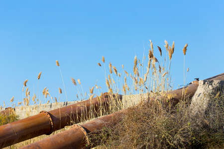 a water pump on the river and a growing reed against the skyの写真素材