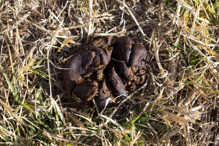 shit cattle outdoorsの写真素材