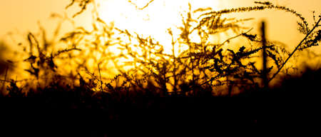 grass on sunset backgroundの写真素材