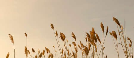 bulrush against the skyの写真素材