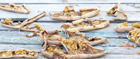 dried melonの写真素材