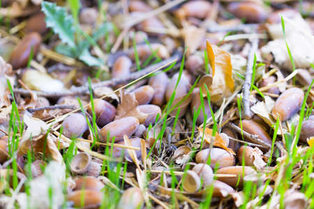 an acorn from a tree on the groundの写真素材