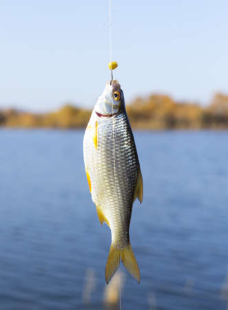 good rest, fish hanging on the hookの写真素材