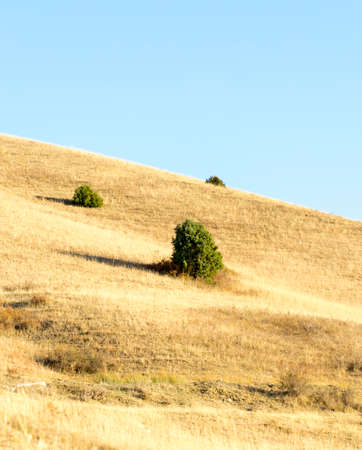 tree on the fieldの写真素材