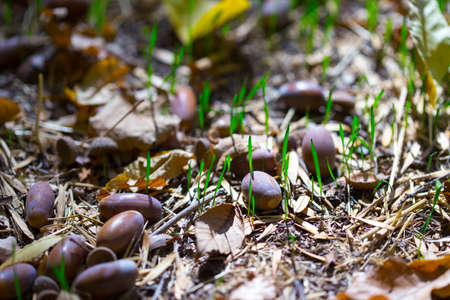 an acorn from a tree on the groundの写真素材
