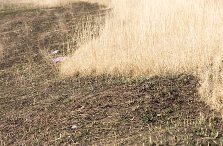 on a background of dry grass and earthの写真素材