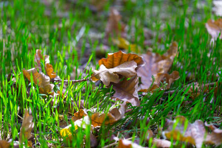 autumn, yellow leaves of treesの写真素材