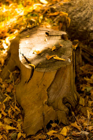 autumn, stump and yellow leaves of treesの写真素材
