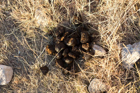 shit cattle outdoors