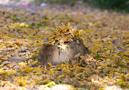 autumn, stump and yellow leaves of treesの写真素材