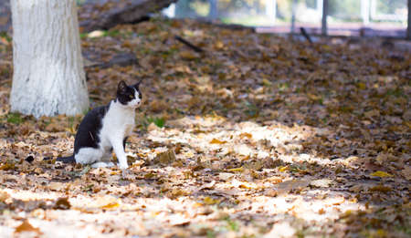 A happy cat walks through the leaves in the fall, enjoying the good weatherの写真素材