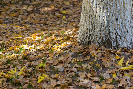 autumn, yellow leaves of treesの写真素材