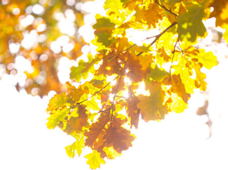 autumn, yellow leaves of treesの写真素材