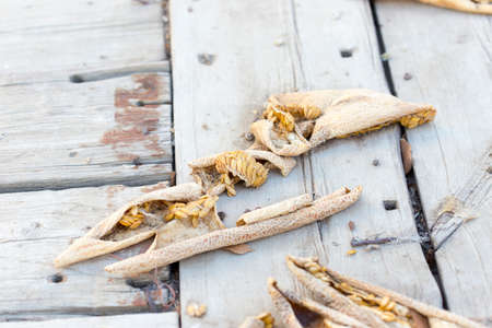 dried melon