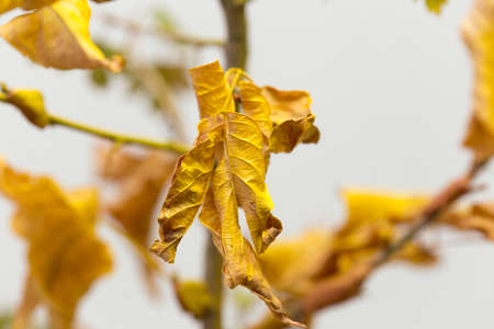 yellow autumn leafの写真素材