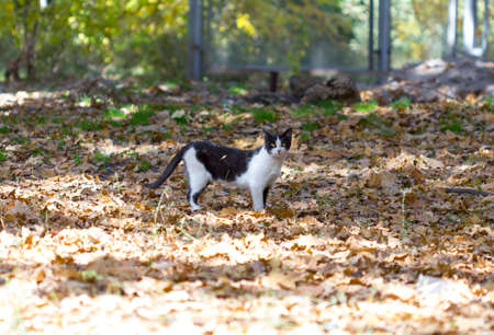 A happy cat walks through the leaves in the fall, enjoying the good weatherの写真素材