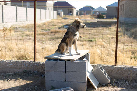 the dog on the chain in the yardの写真素材