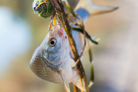 good rest, fish hanging on the hookの写真素材