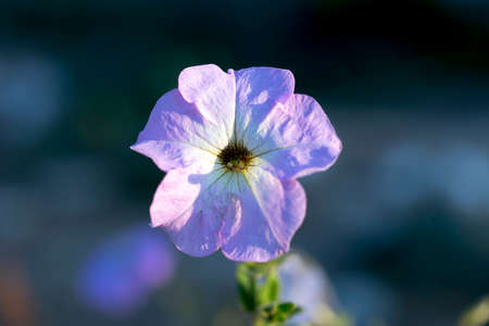 Beautiful flowers in the yardの写真素材