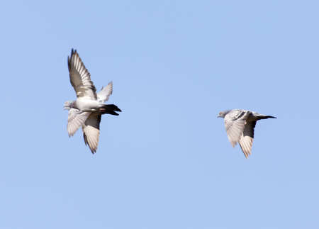 flying dove on a blue sky