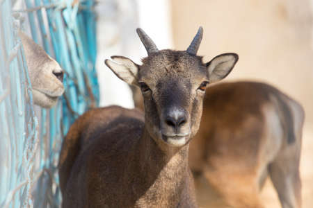 deer in a cage zooの写真素材