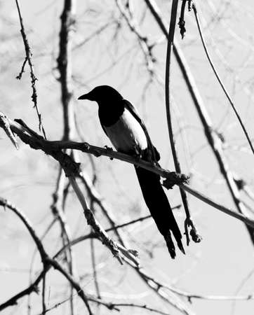 black and white bird raven on a tree branch against the skyの写真素材
