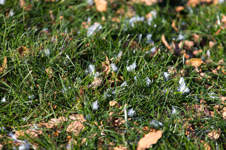 Colorful autumn leaves with green grassの写真素材
