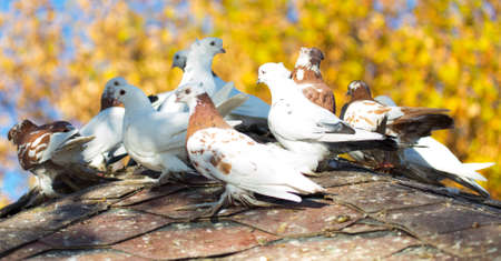 beautiful birds of pigeons on the roof of a birdhouseの写真素材