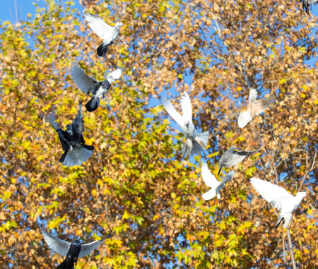 beautiful birds of pigeons against the background of yellow leaves of treesの写真素材