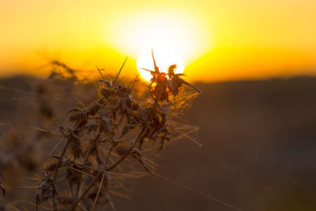 Spider web under the sunset on thorny plantsの写真素材