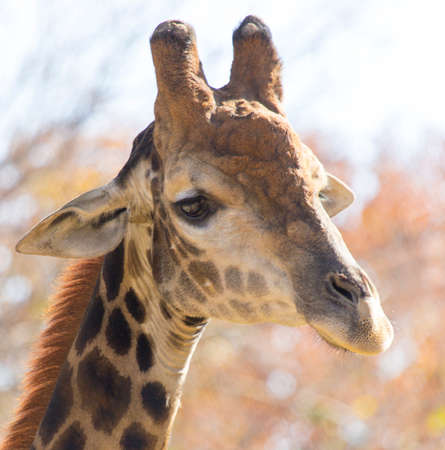 giraffe at the zooの写真素材