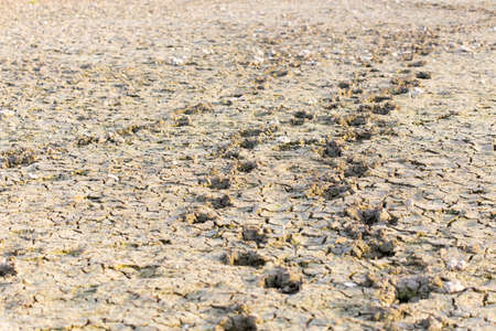 ecology, salty earth