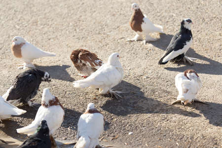 birds doves on the sidewalkの写真素材