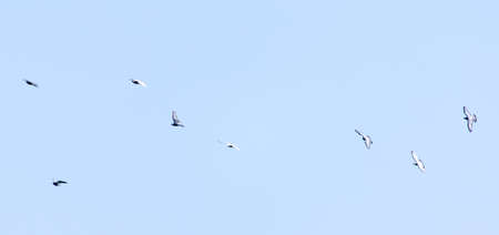 beautiful birds of pigeons in the sky