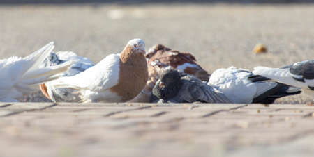 Birds doves on the sidewalkの写真素材