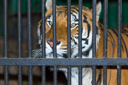 Tiger in a cage zooの写真素材