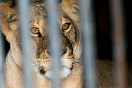 lion in a cage zoo