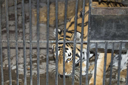tiger in a cage zoo